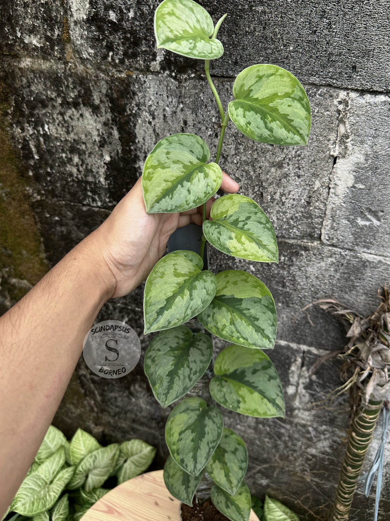 Scindapsus Yupa Mature - Best Selected - Scindapsus Borneo