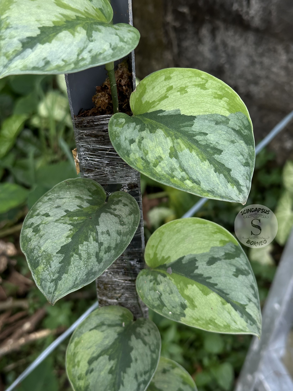 Scindapsus Yupa Mature - Best Selected - Scindapsus Borneo