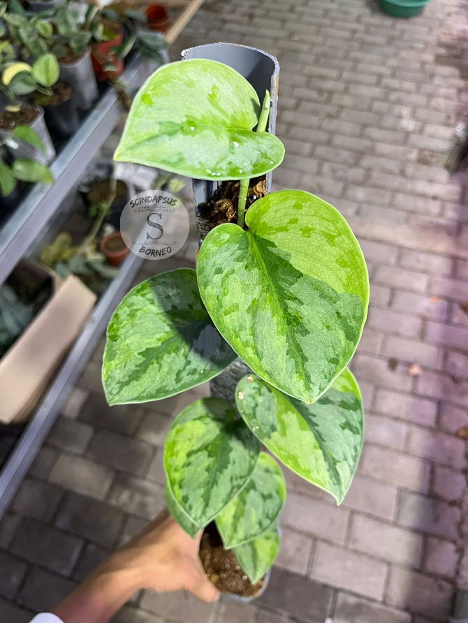 Scindapsus Yupa Mature - Best Selected