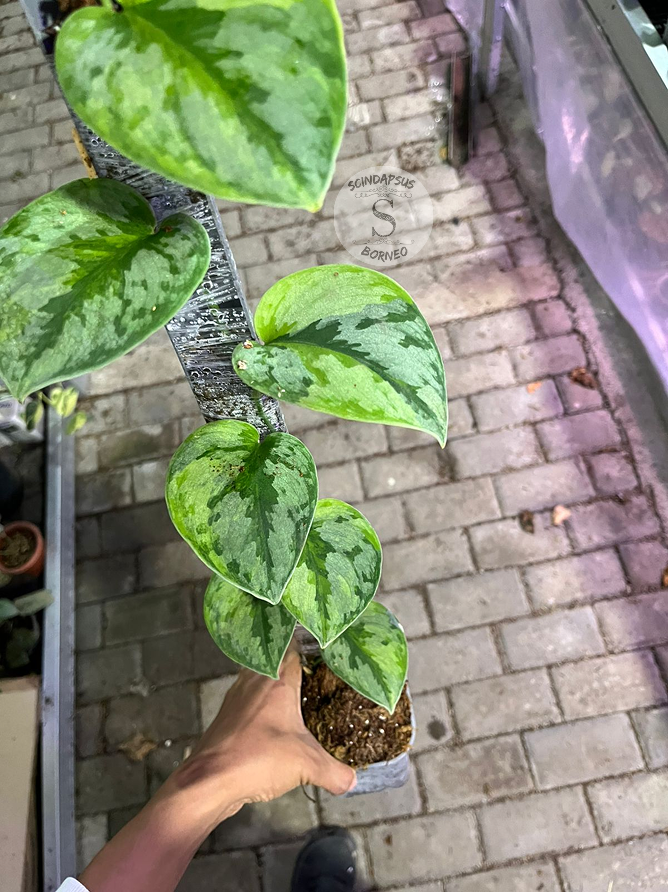 Scindapsus Yupa Mature - Best Selected