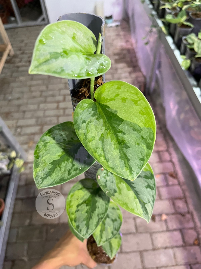 Scindapsus Yupa Mature - Best Selected