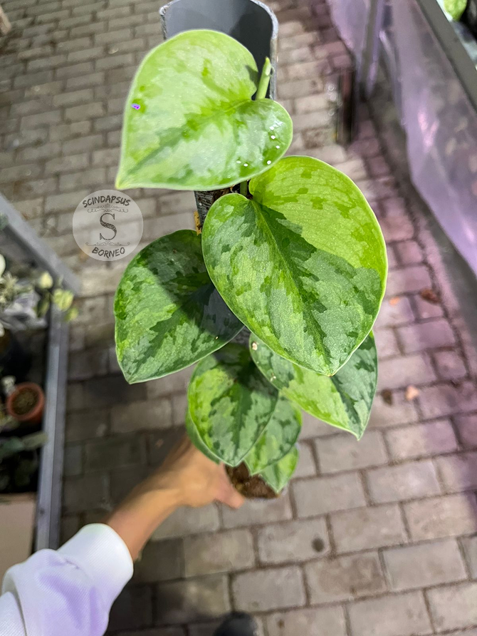 Scindapsus Yupa Mature - Best Selected