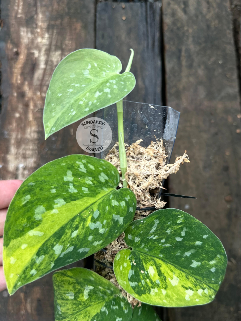 Scindapsus Agryrareus Aurea - Scindapsus Borneo