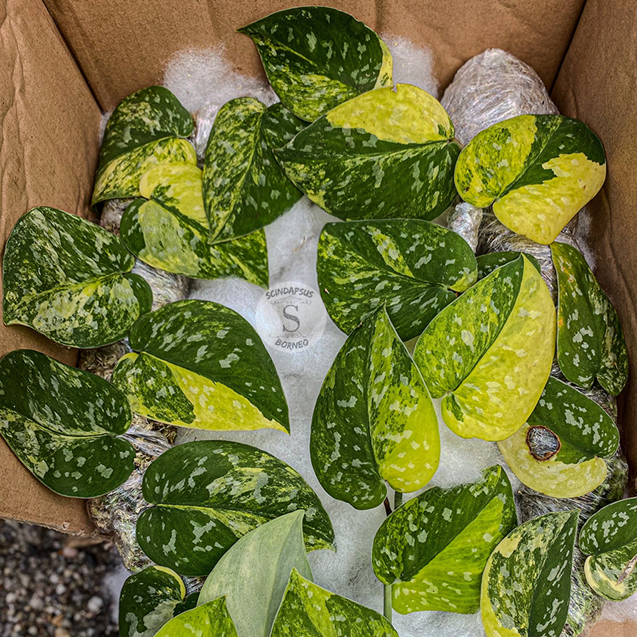 Scindapsus Agryrareus Aurea