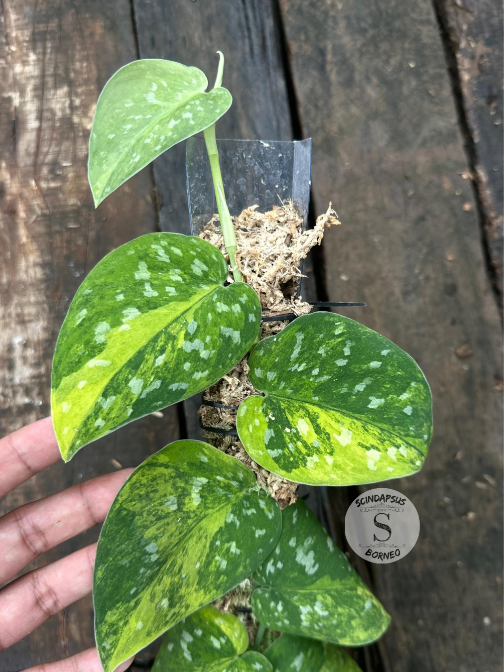 Scindapsus Agryrareus Aurea - Scindapsus Borneo