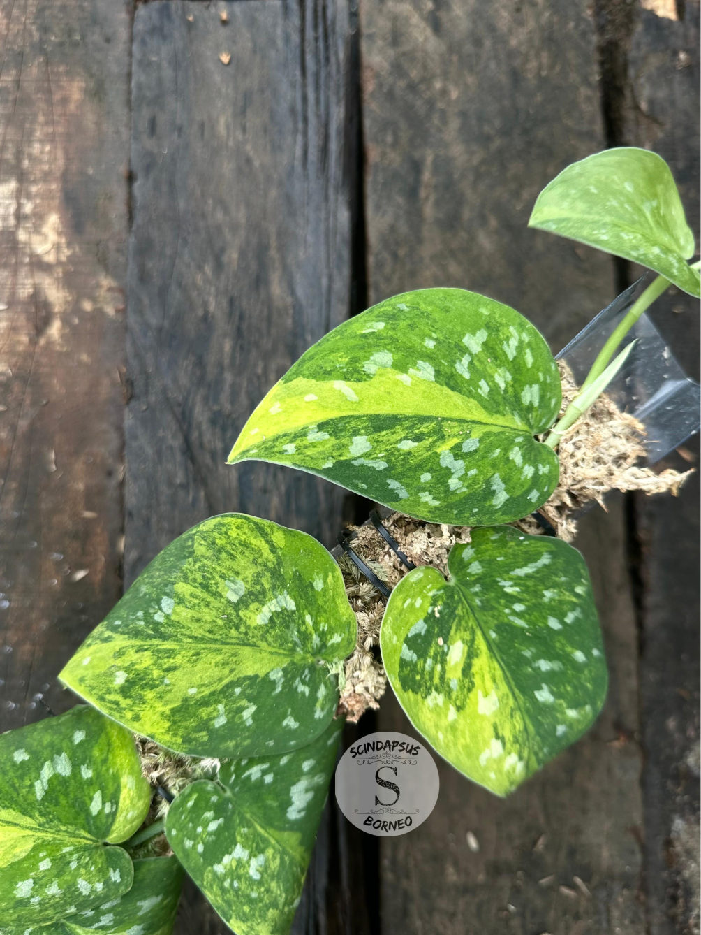 Scindapsus Agryrareus Aurea - Scindapsus Borneo