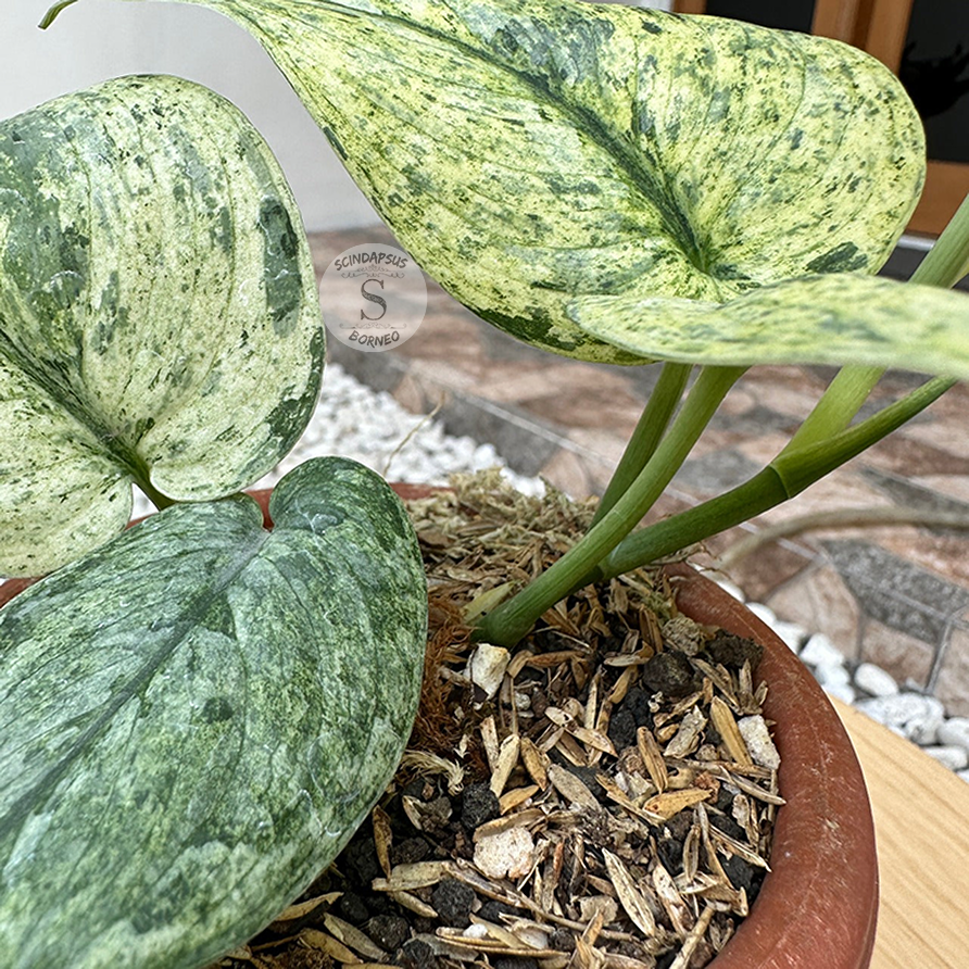 Scindapsus Dark Cloud Marble Aurea