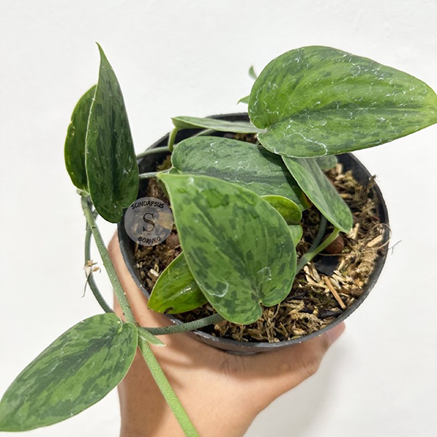 Scindapsus Green Army - Scindapsus Borneo