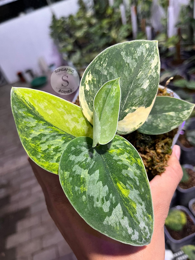 Scindapsus Green Diamond - Best Selected - Scindapsus Borneo