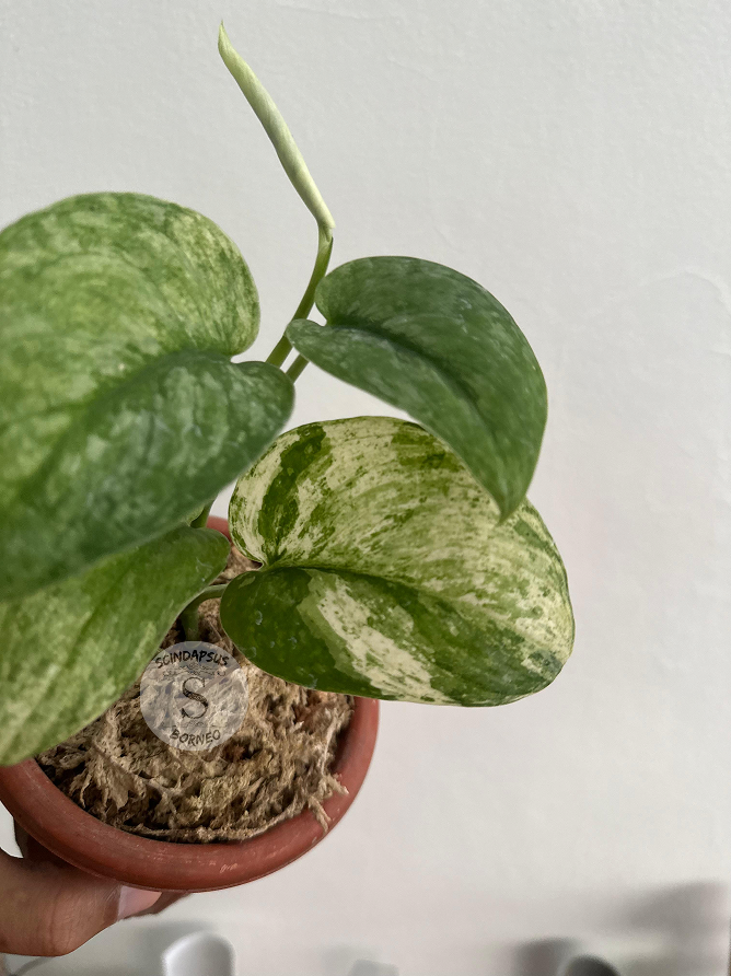 Scindapsus Halimun Salak - Scindapsus Borneo