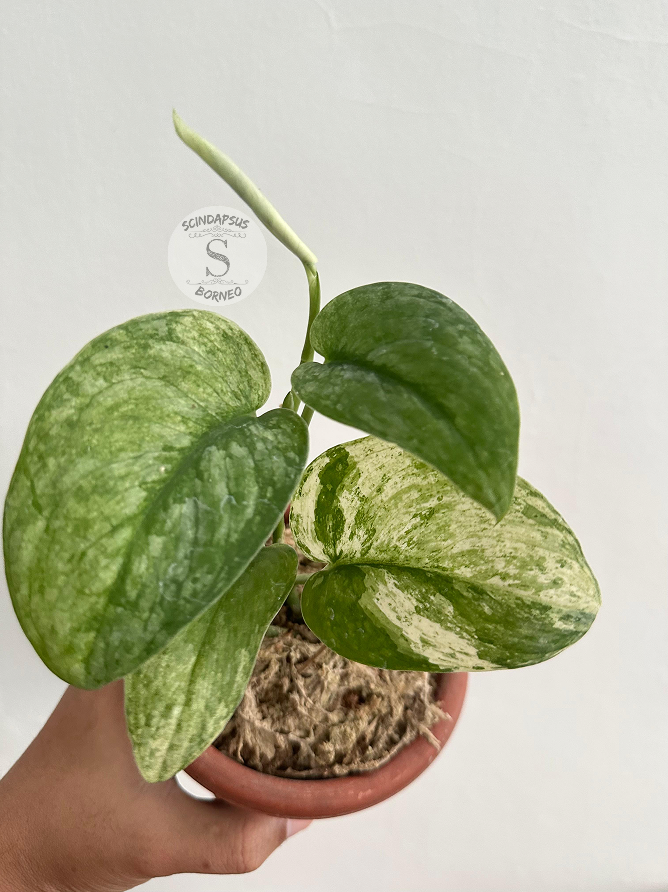 Scindapsus Halimun Salak - Scindapsus Borneo