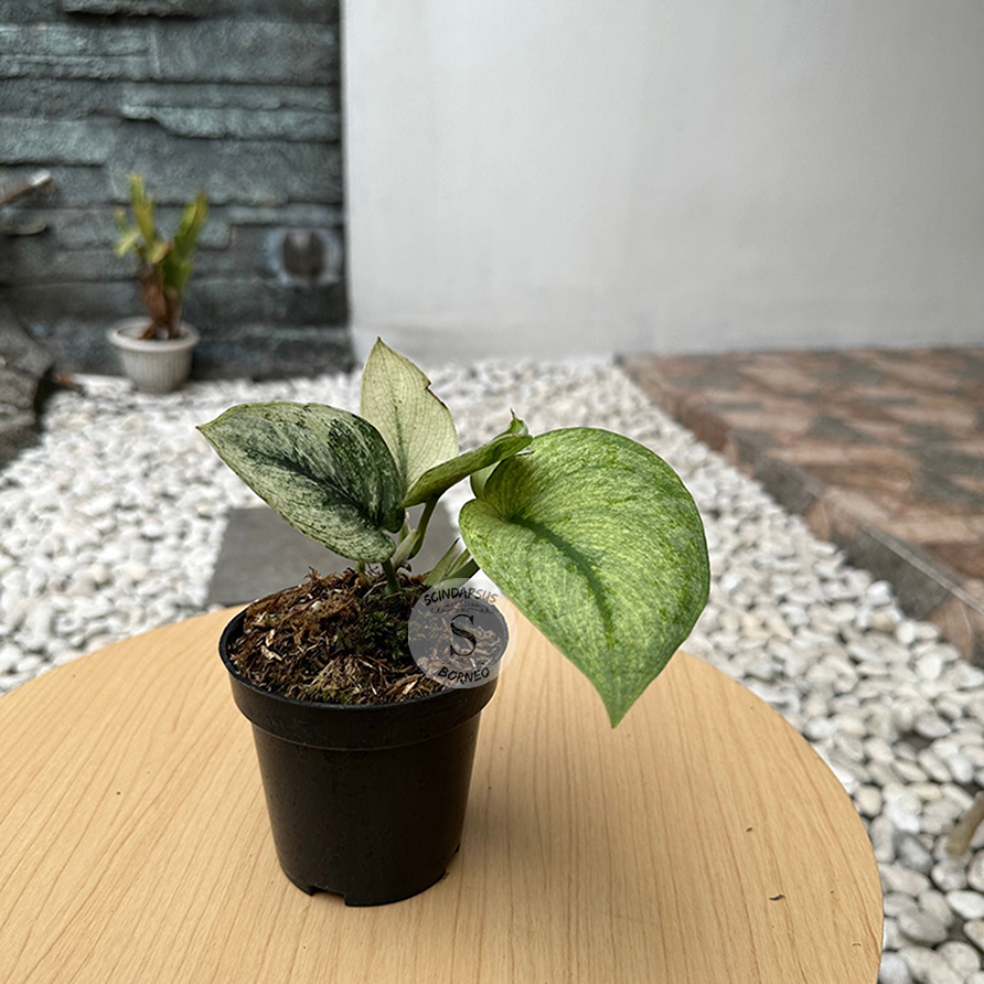 Scindapsus Hologram - Scindapsus Borneo