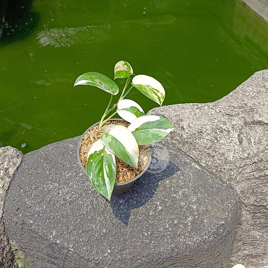 Scindapsus Jade Satin Albo - Scindapsus Borneo