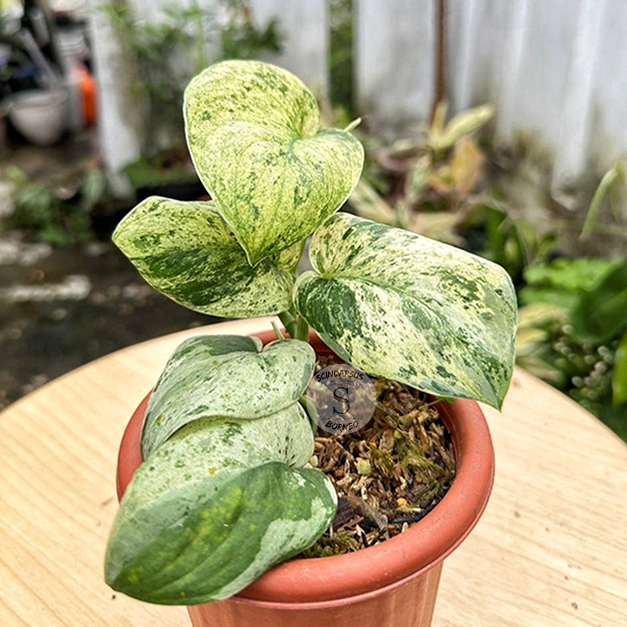 Scindapsus Jade Satin Marble Queen - Scindapsus Borneo