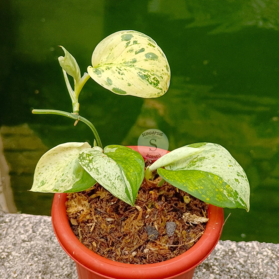 Scindapsus Jade Satin Mint Marble - Scindapsus Borneo