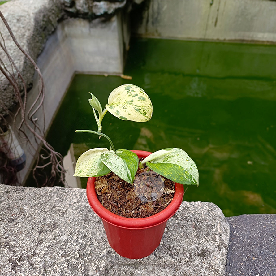 Scindapsus Jade Satin Mint Marble - Scindapsus Borneo