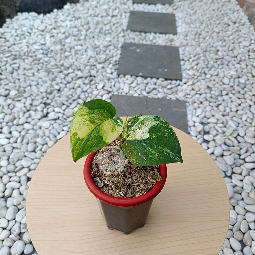 Scindapsus Jade Satin Unicorn - Scindapsus Borneo