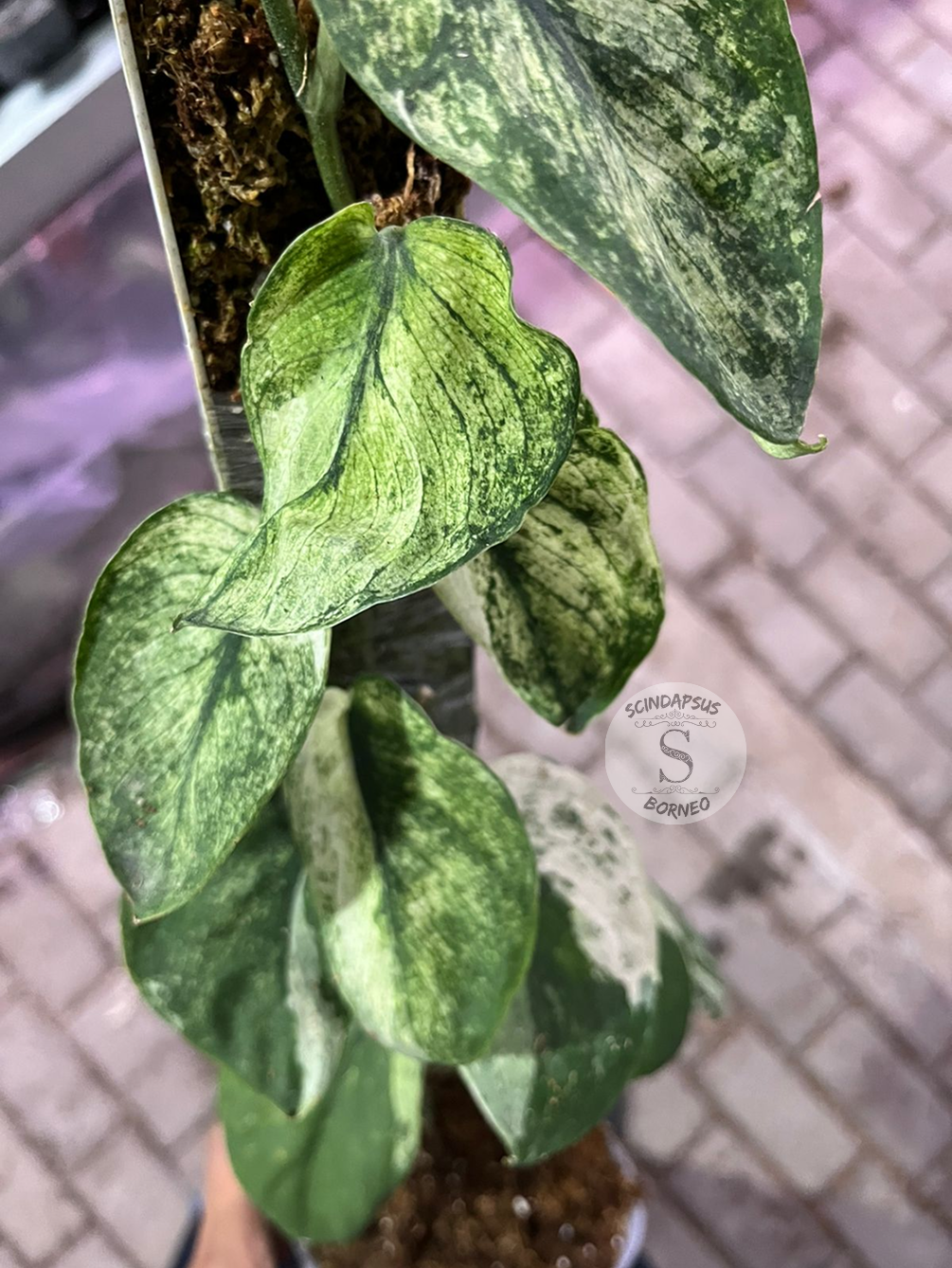 Scindapsus Mahabrata - Best Selected - Scindapsus Borneo