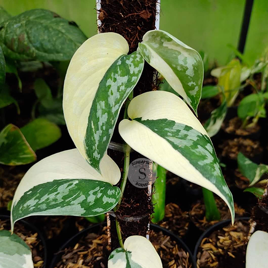 Scindapsus Mayari - Scindapsus Borneo