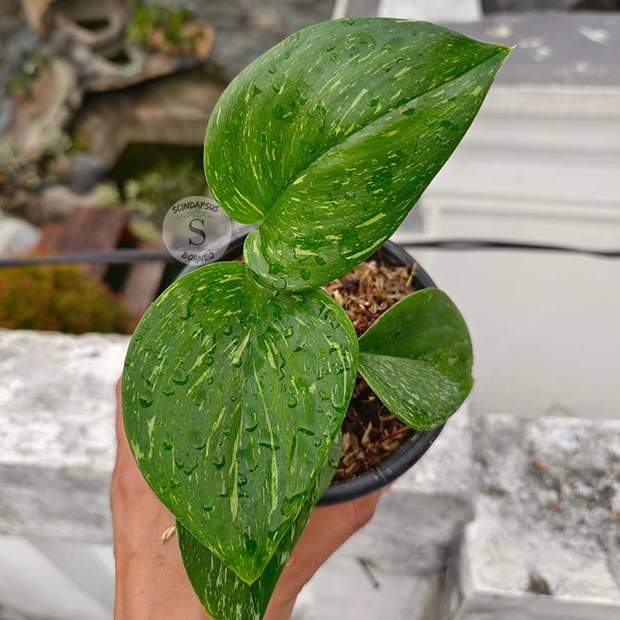 Scindapsus Monlight Concelation - Scindapsus Borneo