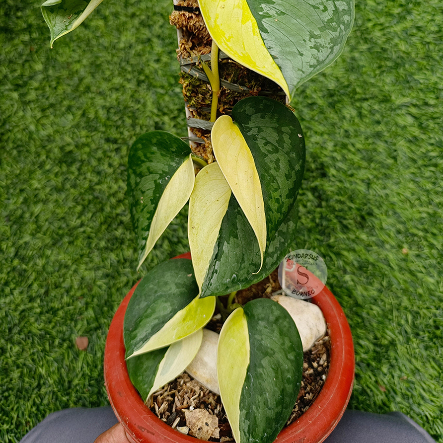 Scindapsus Pictus Exotica Arjuna - Scindapsus Borneo