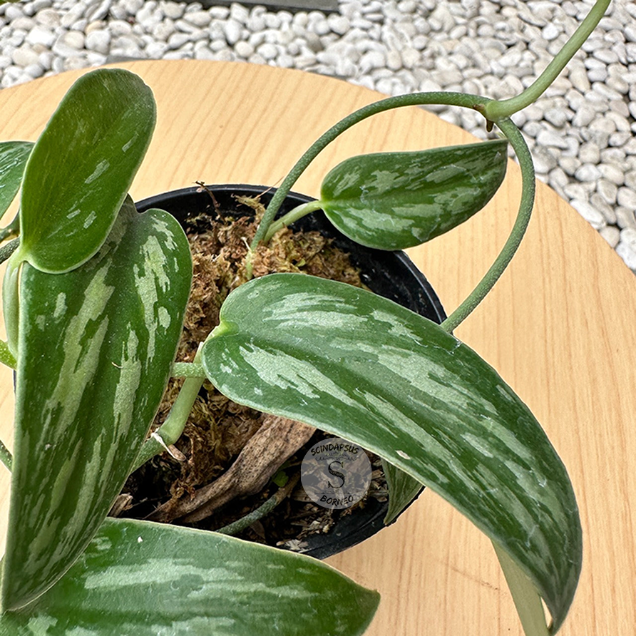 Scindapsus Pictus Green Tombak - Scindapsus Borneo