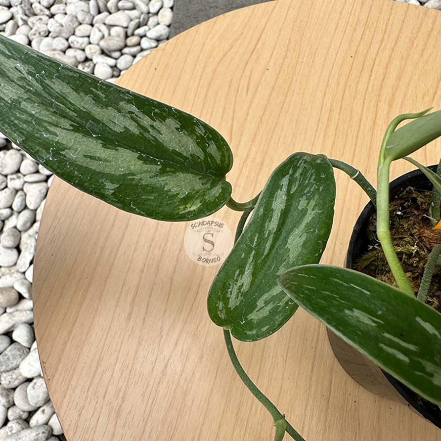 Scindapsus Pictus Green Tombak - Scindapsus Borneo