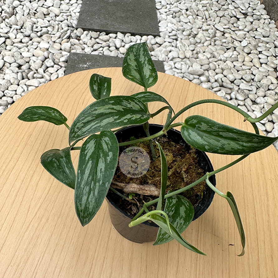 Scindapsus Pictus Green Tombak - Scindapsus Borneo