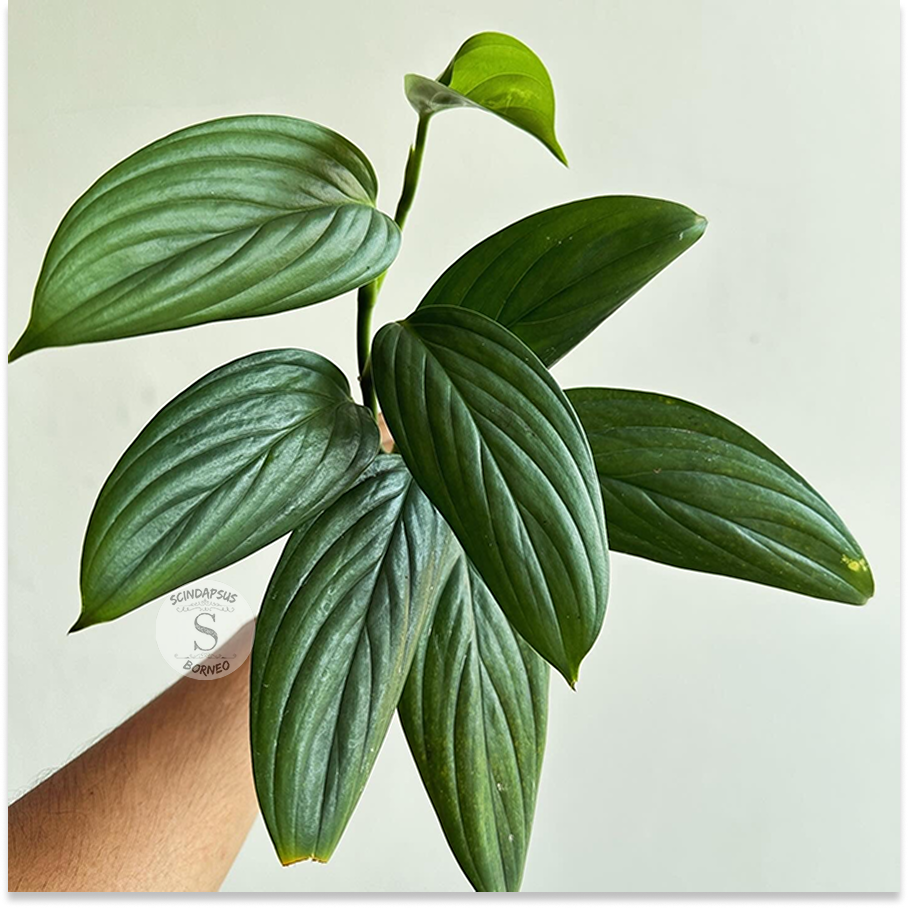 Scindapsus Porakenesis Silver - Scindapsus Borneo