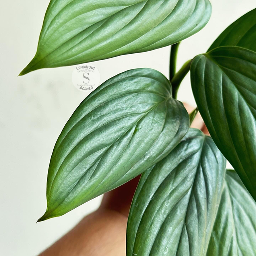 Scindapsus Porakenesis Silver - Scindapsus Borneo