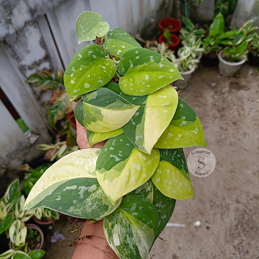 Scindapsus sentarum variegated - Scindapsus Borneo