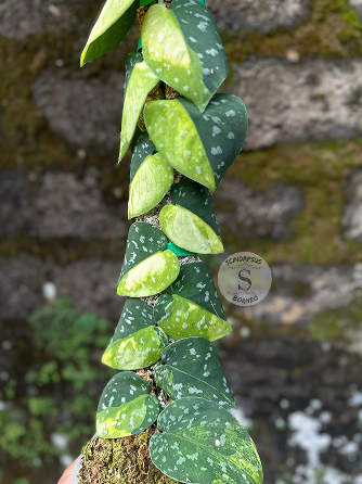 Scindapsus Sentarum Variegated - Best Selected - Scindapsus Borneo
