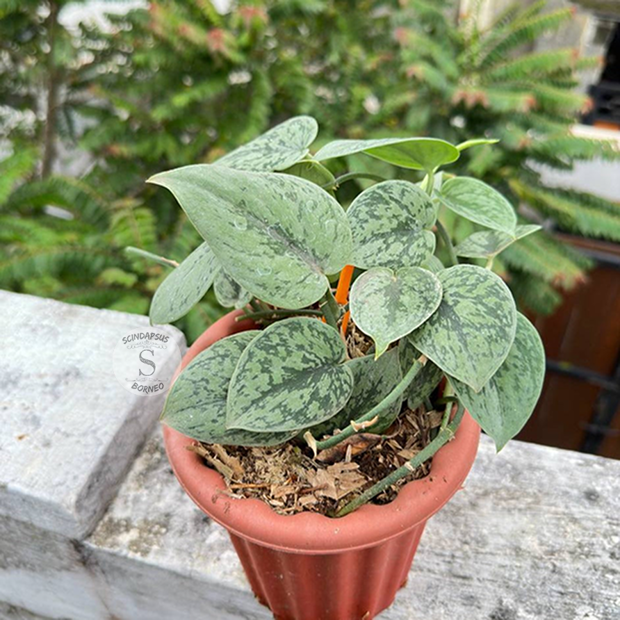 Scindapsus Silver Army - Scindapsus Borneo