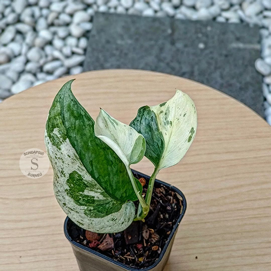 Scindapsus Silver Cloud White Variegated - Scindapsus Borneo