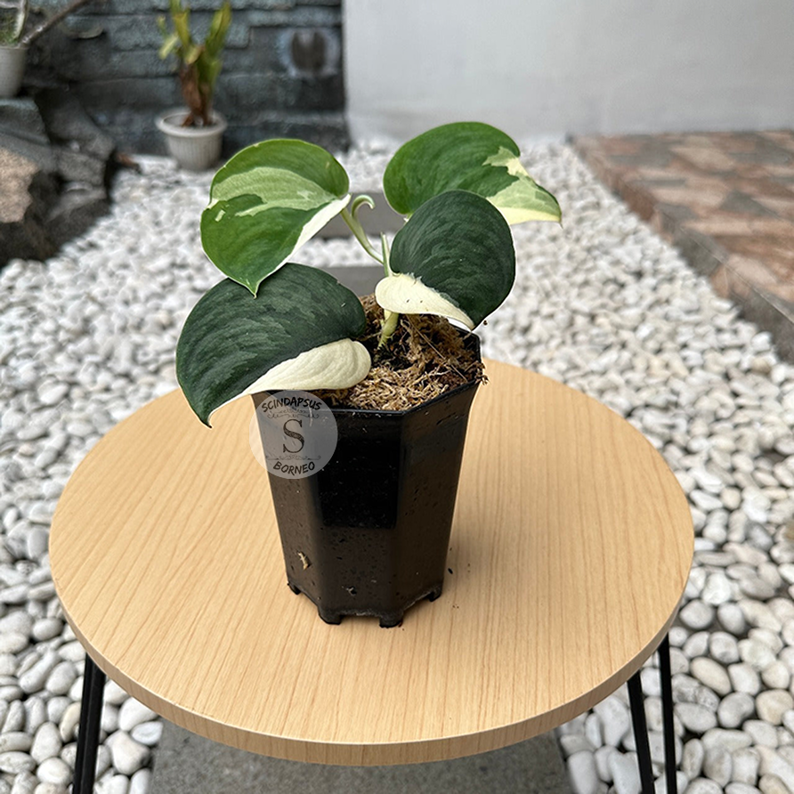 Scindapsus Silver Knight Jung Jung Buih Variegata