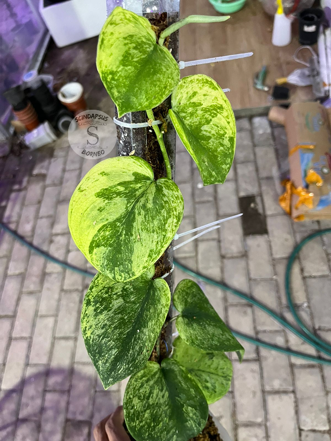 Scindapsus Silver Knight Yellow Cream Var - Best Selected