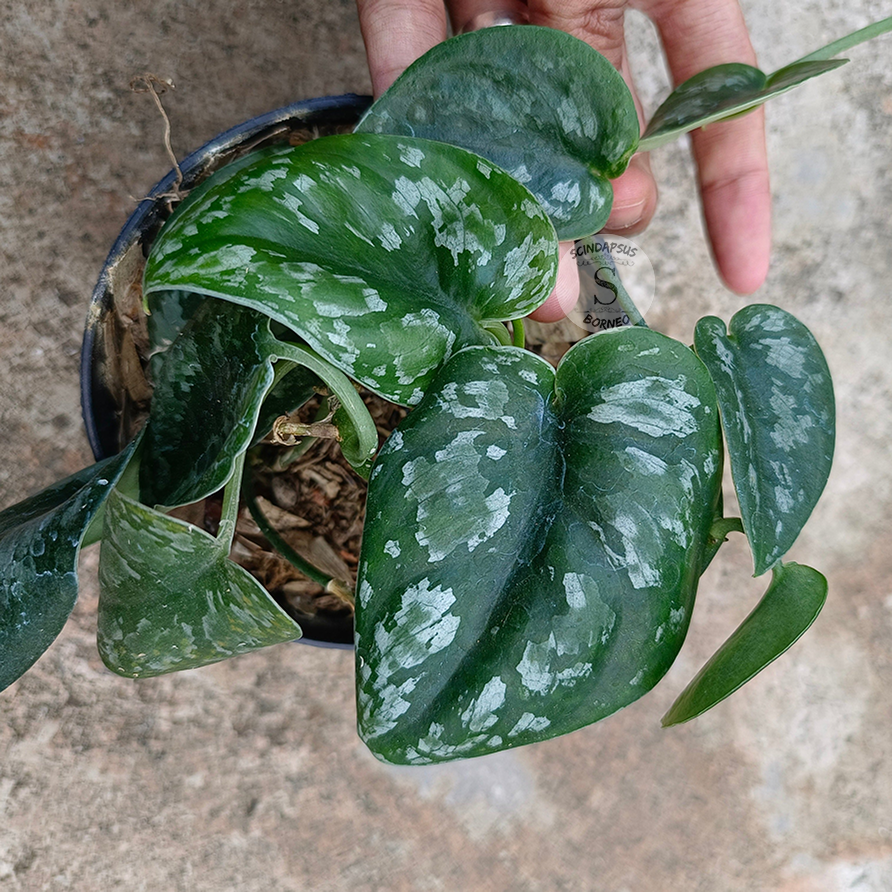 Scindapsus Silver Princes Tricolor - Scindapsus Borneo