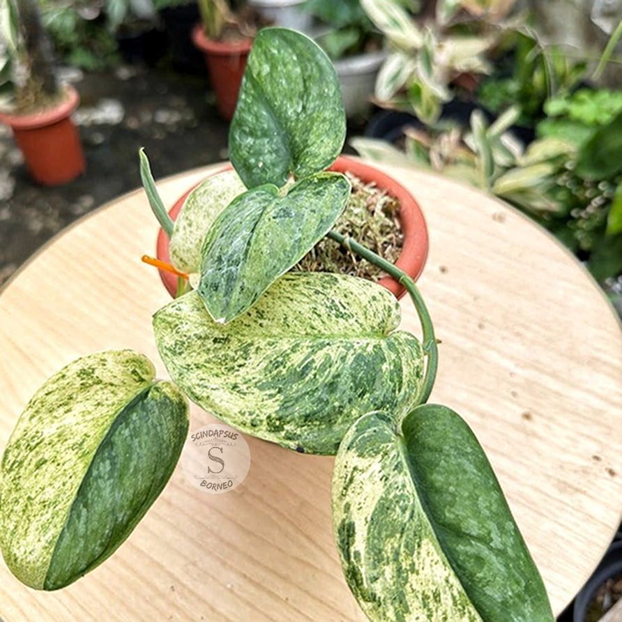 Scindapsus Silver Satin Aurea - Scindapsus Borneo