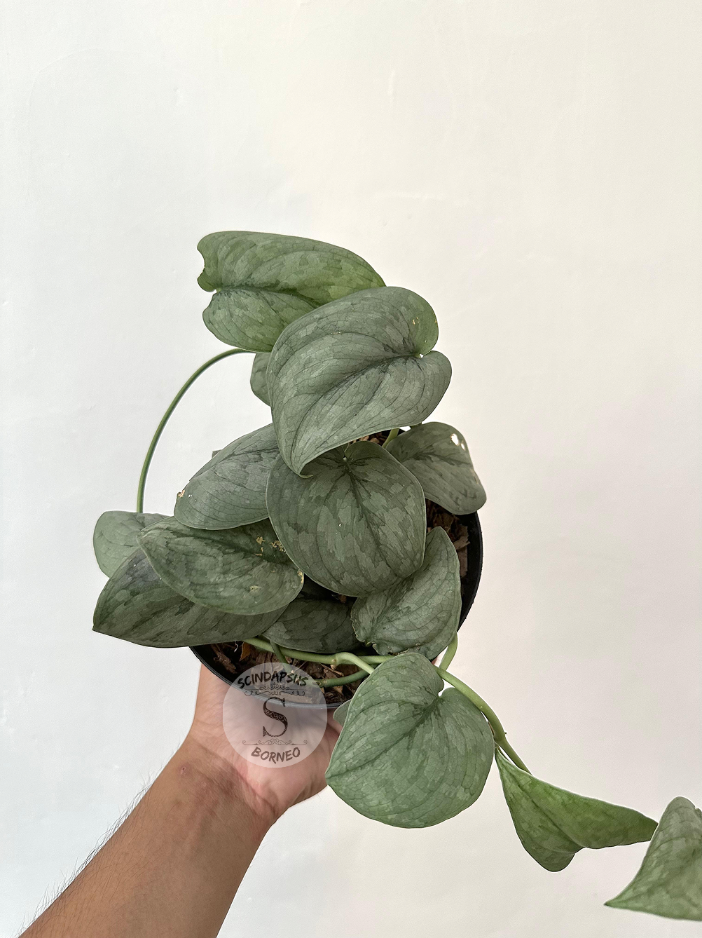 Scindapsus Silver Spot - Best Selected