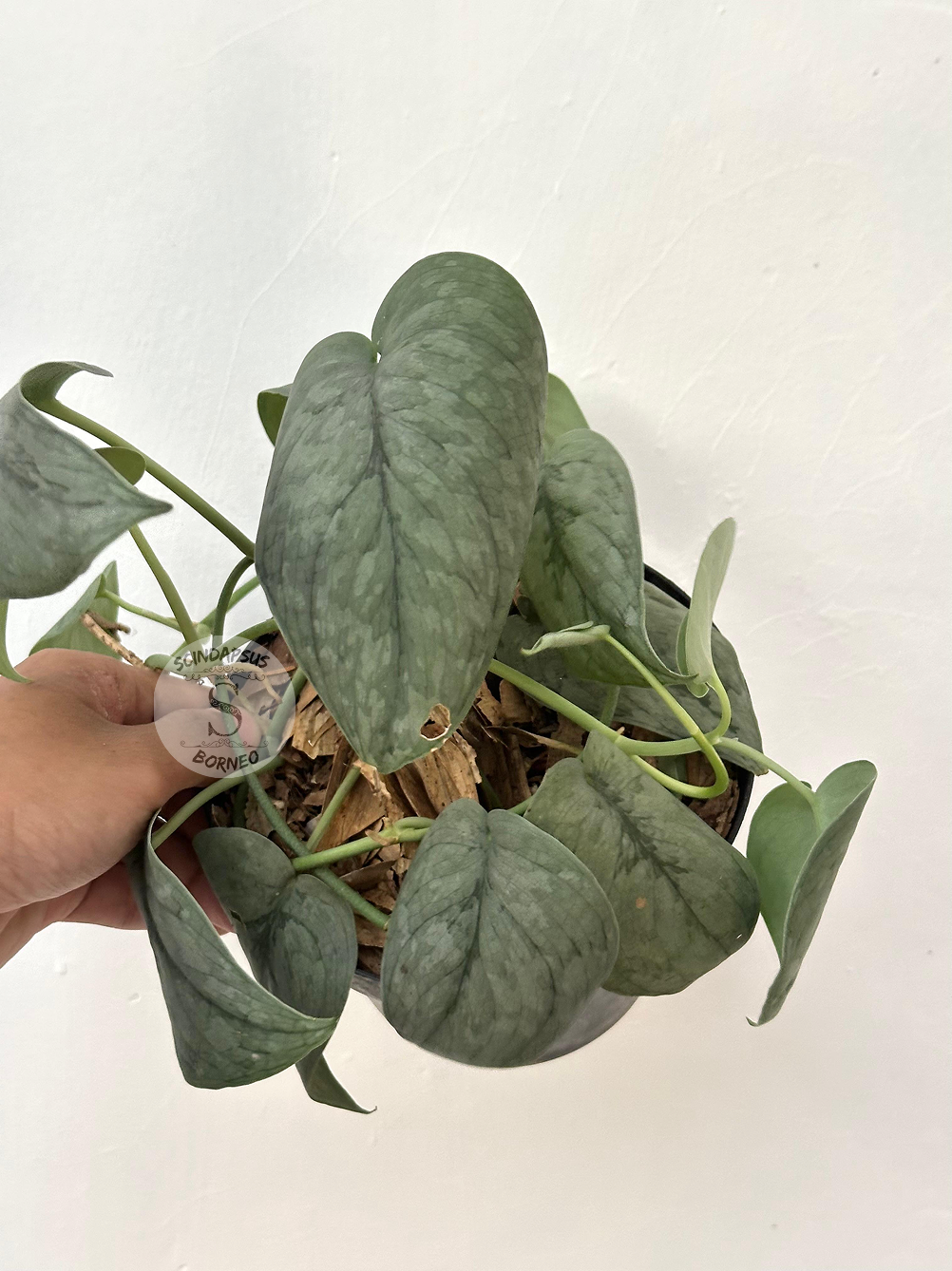 Scindapsus Silver Spot - Best Selected - Scindapsus Borneo