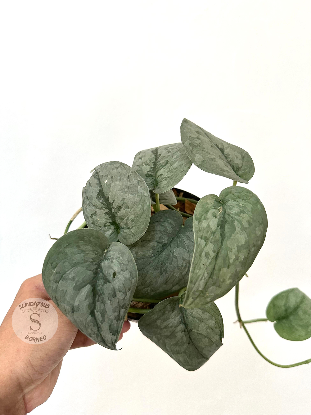Scindapsus Silver Spot - Best Selected