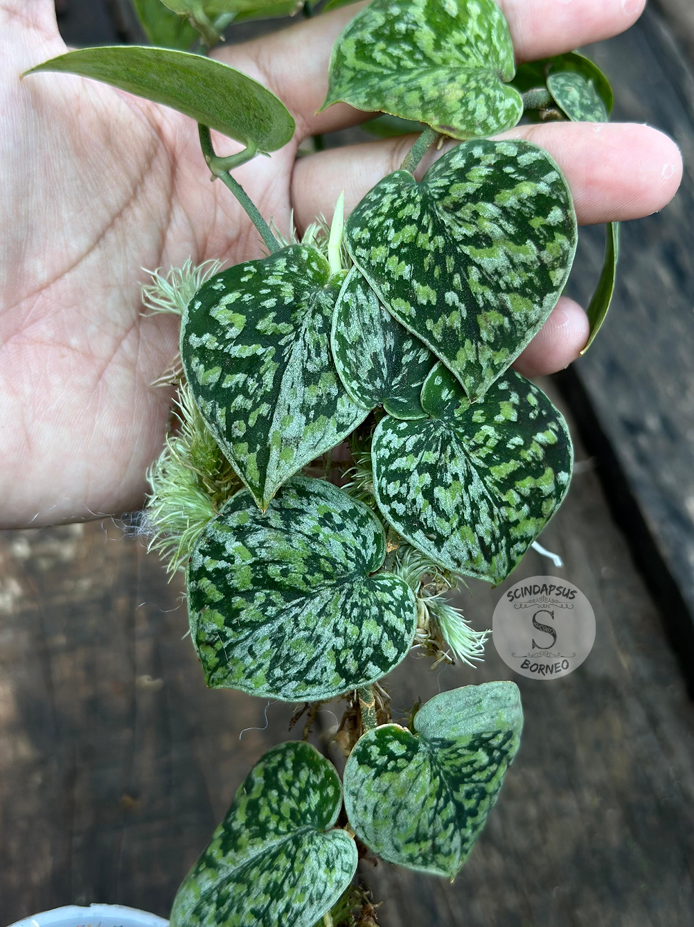 Scindapsus Snow Flake Mutation 1 - Best Selected - Scindapsus Borneo