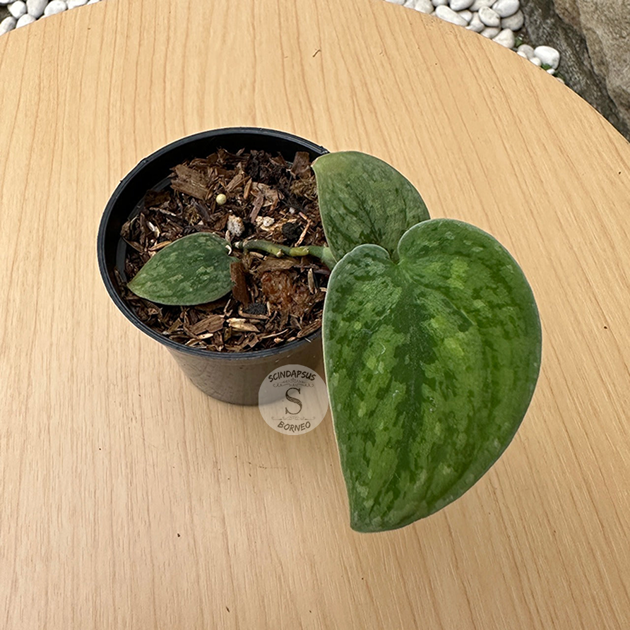 Scindapsus Snowflex