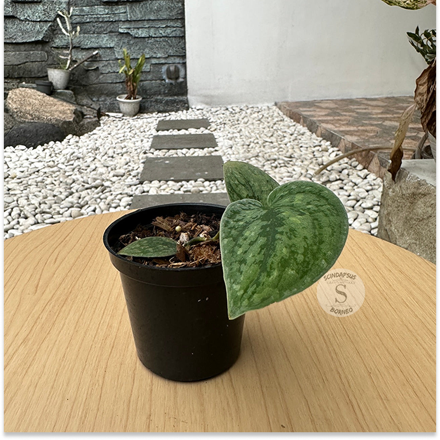 Scindapsus Snowflex