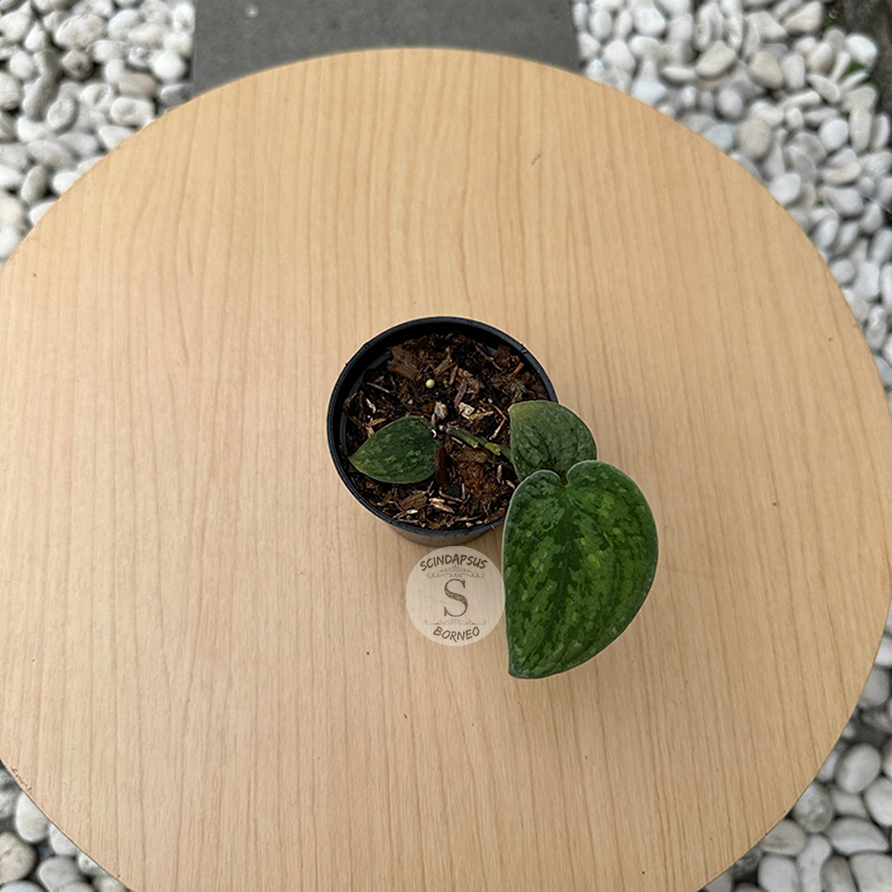 Scindapsus Snowflex