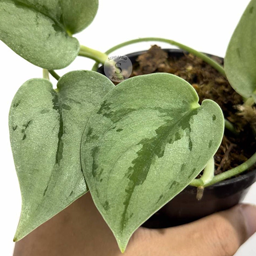Scindapsus Sparkling Borneo – Scindapsus Borneo Scindapsus Sparkling Borneo – Scindapsus Borneo