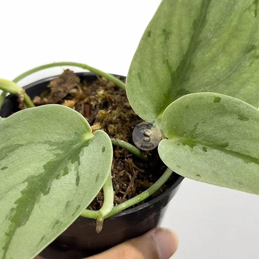 Scindapsus Sparkling Borneo - Scindapsus Borneo