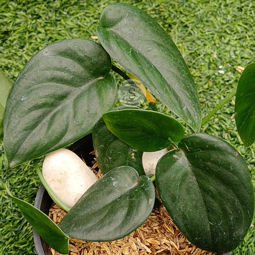 Scindapsus Treubi Moonlight Black - Scindapsus Borneo