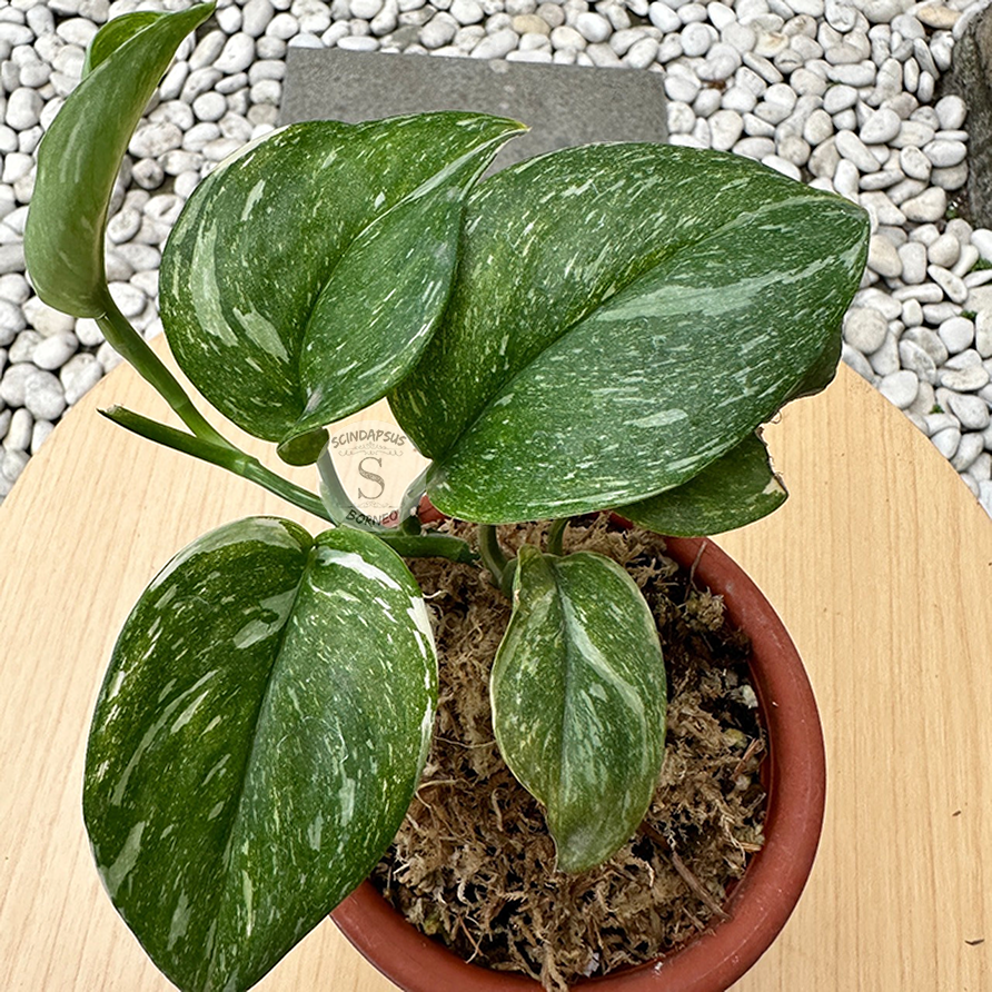 Scindapsus Treubi Moonlight Galaxy - Scindapsus Borneo