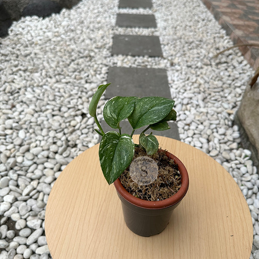 Scindapsus Treubi Moonlight Galaxy - Scindapsus Borneo